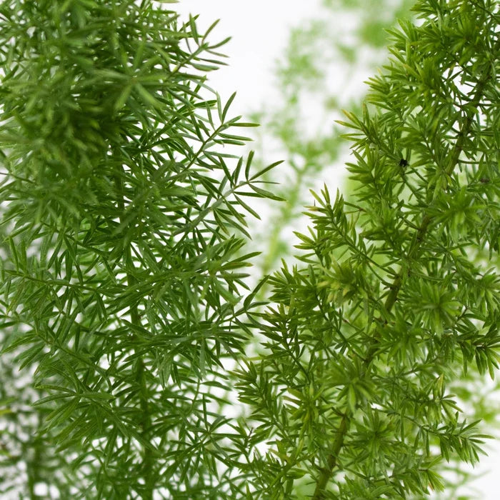 Wedding greenery foxtail filler flower for sale near me