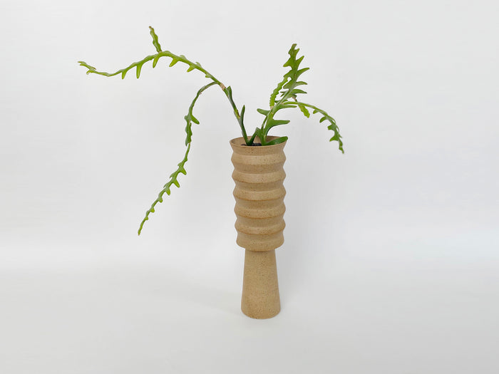 Planter With Selenicereus Anthonyanus