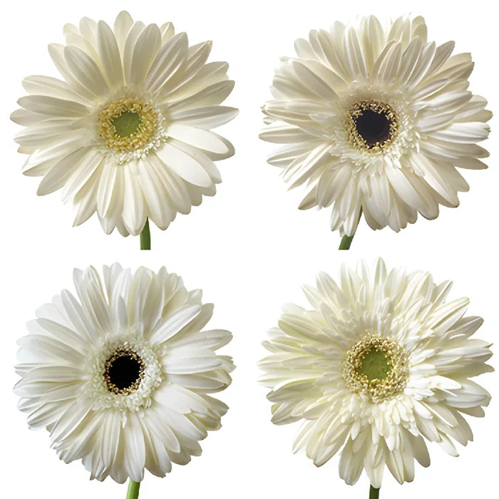 Gerbera Daisy White Standard Wholesale Flower Blooms
