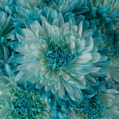 Light Blue Tinted Wedding Cremon Mum Close Up - Image