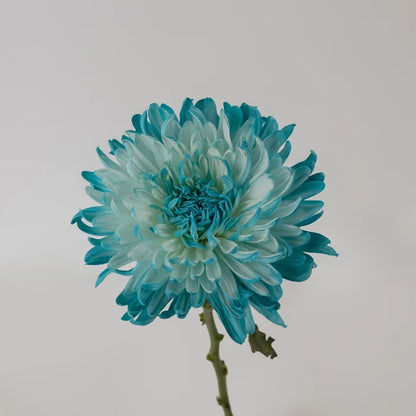Light Blue Tinted Wedding Cremon Mum Stem - Image