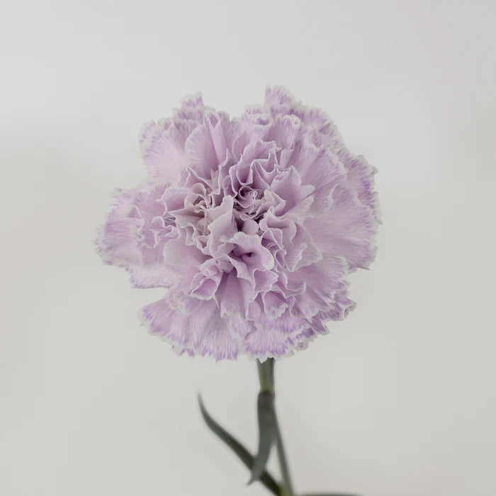 Dusty Lavender Tinted Carnation Flowers Vase - Image