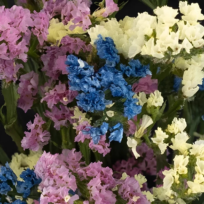 Tissue Culture Statice Farm Mix Flower Close Up - Image