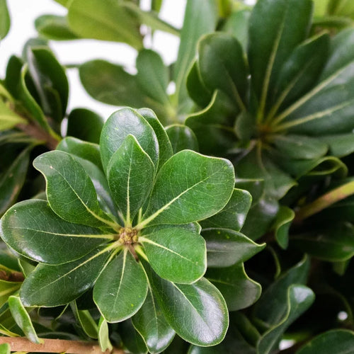 Green Pittosporum Greenery Up Close
