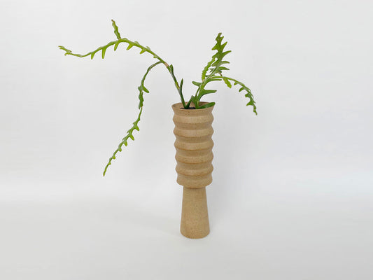 Planter With Selenicereus Anthonyanus