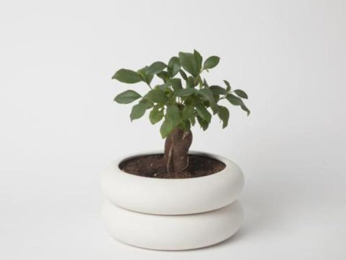 Planters