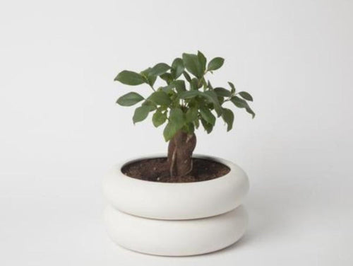 Planters
