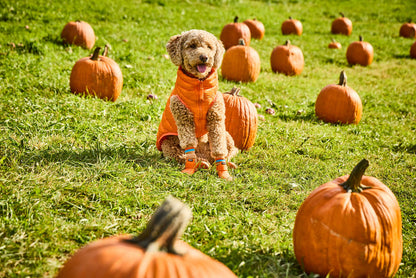 Orange Puffer Vest on Medium Dog