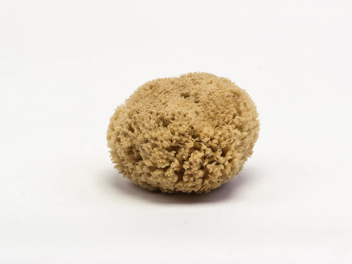 Sponge