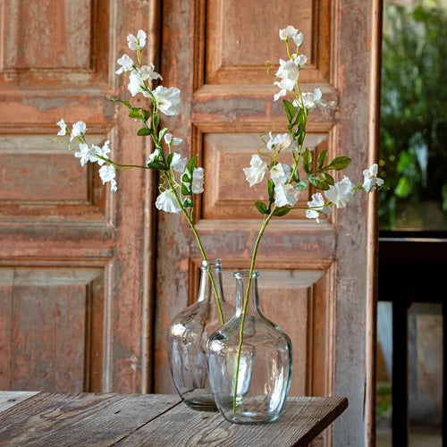 Sweet pea White