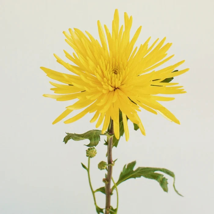 Yellow Anastasia Flower Stem - Image