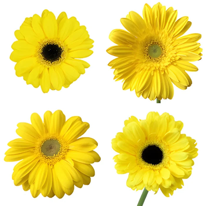 Yellow Gerbera Daisy Flower